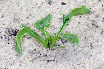 The black bean aphid (Aphis fabae) on young sugar beet plants. It is a member of the order Hemiptera. Other common names include blackfly, bean aphid and beet leaf aphid. Insects on beet.