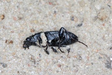 dead, predatory Ground beetle, (Carabidae) killed by pesticides in a farmland