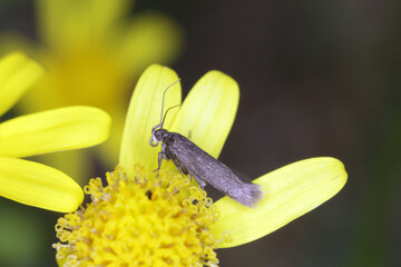 a tiny moth feeding on the yellow flower