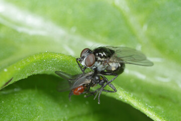 Predatory fly with a hunted prey on a green leaf. High magnification.