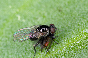 Predatory fly with a hunted prey on a green leaf. High magnification.