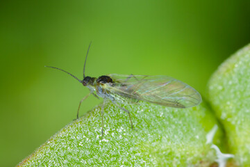 Winged aphid on a green leaf. High magnification.