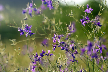 Forking Larkspur (Consolida regalis)