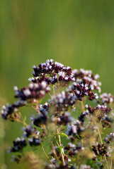 Verbena. Wild flower close-up