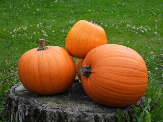 Pumpkin Cucurbita maxima