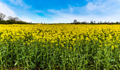 A view of rapeseeds at the edge of a field in Fleckney, Leicestershire, UK in springtime
