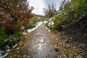 Fototapeta na wymiar Autumn landscape with snow, path of fallen leaves from trees and snowy mountains. 