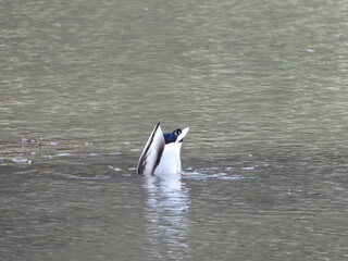 Duck fishing in the lake