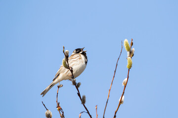 A male common reed bunting, Emberiza schoeniclus singing on a branch of a willow