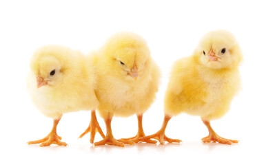 Three small chickens.