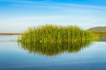 lake and reed grass, Water plants by the lake, Background. Plants in the lake, green reeds on Lake Outdoors