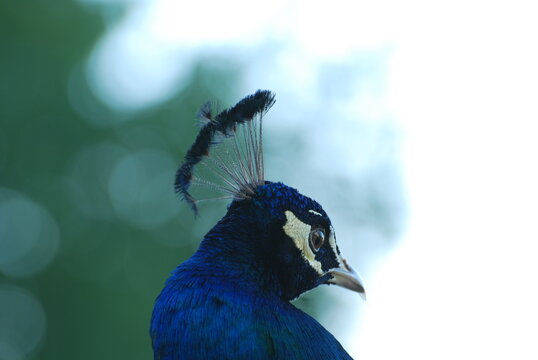Pavo Real