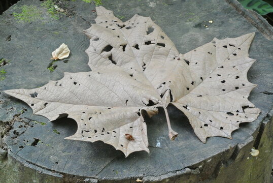 Hoja ca&iacute;das