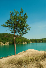 Fototapeta na wymiar Tree near the blue lake
