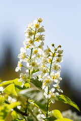 Bright blossoms of bird cherry, Prunus padus blooming on a sunny day in spring