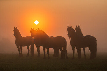 Fototapeta na wymiar Herd of Friesian horses at sunrise