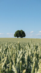Lonely tree in wheat field