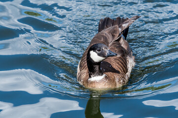 Aleutian Cackling Goose (Branta hutchinsii leucopareia) on lake