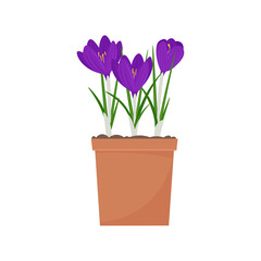 Crocus in a pot. Spring flowers vector illustration, isolated on white background
