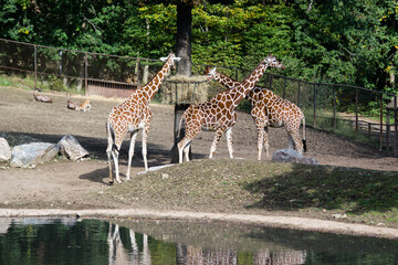 A group of giraffes stand by a tree behind a lake and feed (ZOO, Brno, Czech Republic)