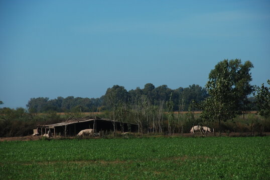 Nuestra pampa
