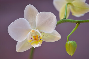 White orchid flower and  bud, soft focus and background