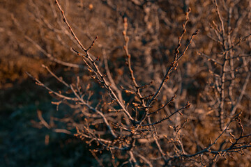 Autumn landscape. Plants and trees. Tourism and rest.