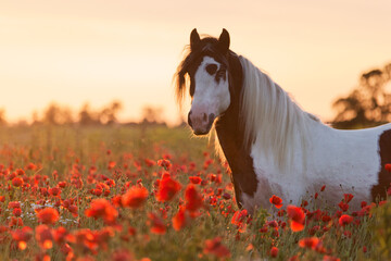 Gypsy Cob portrait among poppies at sunrise