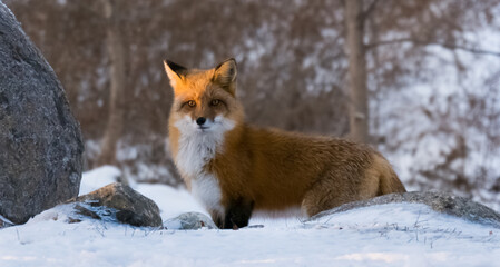 Superbe renard debout dans la neige près d'un rocher dans un parc de Montréal au Canada.