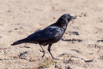 American Crow (Corvus brachyrhynchus) in Malibu Lagoon, California, USA