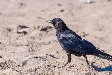 American Crow (Corvus brachyrhynchus) in Malibu Lagoon, California, USA