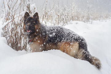 Purebred long haired german shepherd dog walking in snowy winter day