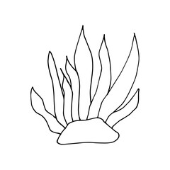 Doodle seaweed. hand drawn of a seaweed isolated on a white background. Vector illustration sticker, icon, design element