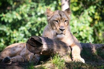 A lioness sits in a forest on a log and stares into the distance