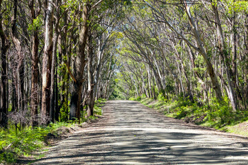 A long dirt road in a forest in Kanangra-Boyd National Park in regional Australia