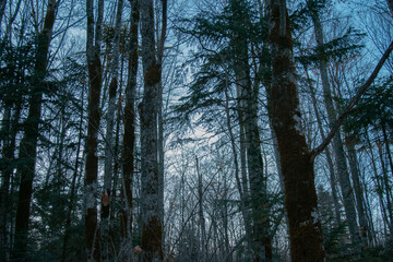 Mysterious winter forest. Winter landscape. Rest in the forest.