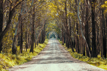 A long dirt road in a forest in Kanangra-Boyd National Park in regional Australia
