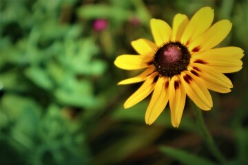 yellow flower in the garden