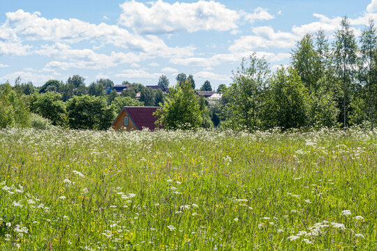 Achillea field plant with white flowers