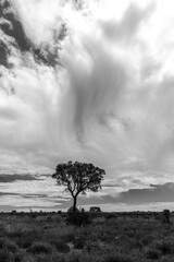 A lone tree on flat landscape; storm clouds