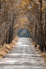 Fototapeta na wymiar A long dirt road in a forest in Kanangra-Boyd National Park in regional Australia