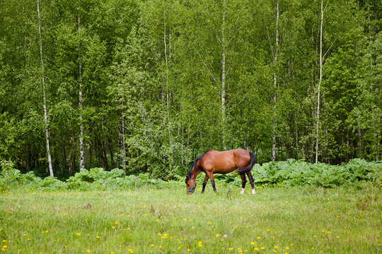 Close up image of a red bay horse grazing in summer pasture