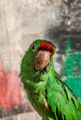 Finsch's Parakeet (Psittacara finschi) in aviary, Nicaragua