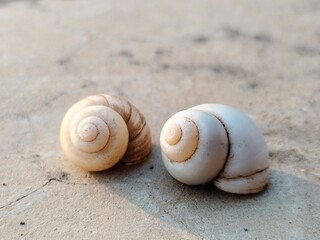 A pair of water shells found in the lakes and seas.