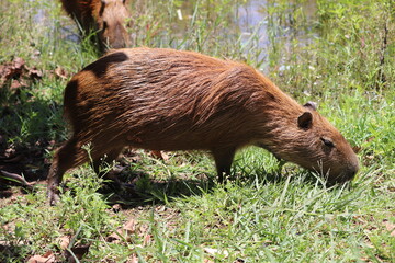 Capivara