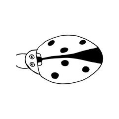 Doodle ladybug. hand drawn of a ladybug isolated on a white background. Vector illustration sticker, icon, design element