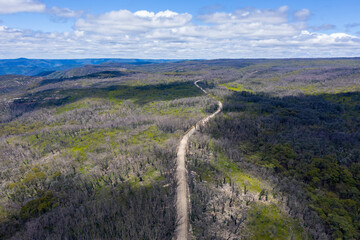 Fototapeta na wymiar Aerial view of a dirt road in a forest regenerating from bushfire in regional Australia