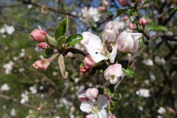 bee on a blooming apple tree