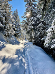 sentiero innevato tra gli alberi