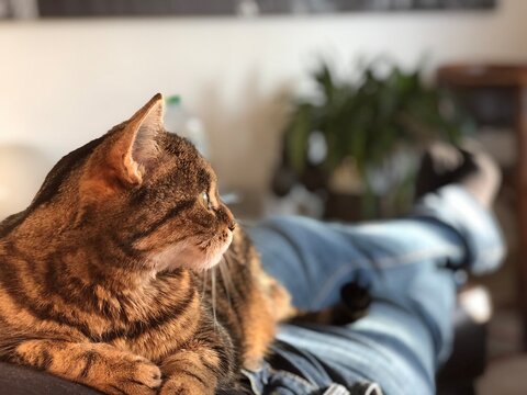 Louna